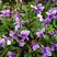 【紫花地丁种子】多年生耐寒花籽花四季播地被矮生花草户外耐