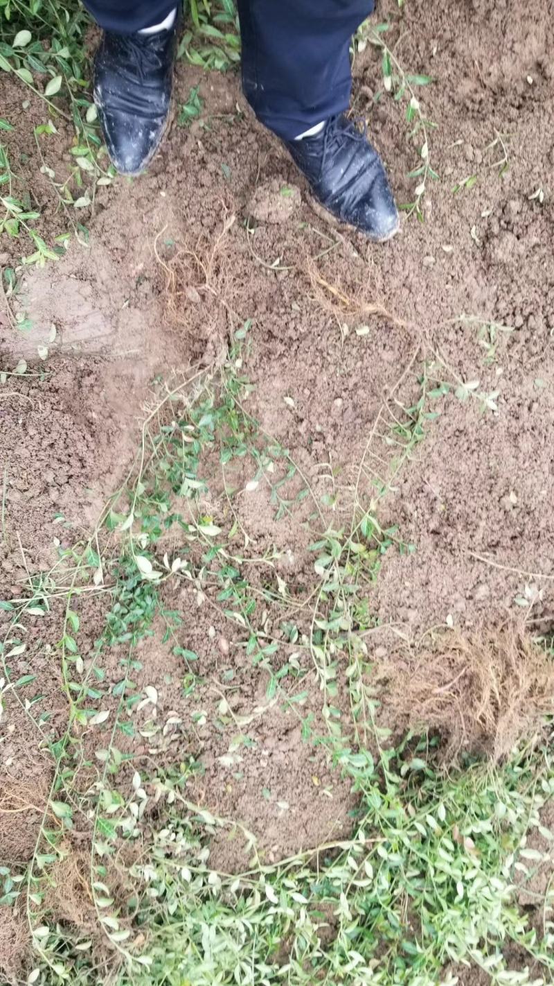 爬行卫矛。小叶胡芳藤，50长度直销。护坡神器。攀爬植物