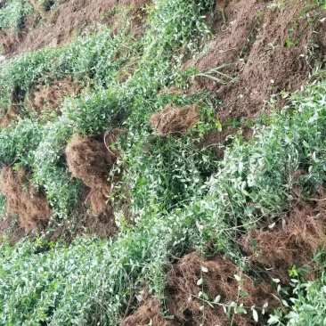 爬行卫矛。小叶胡芳藤，50长度直销。护坡神器。攀爬植物