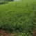 爬行卫矛。小叶胡芳藤，50长度直销。护坡神器。攀爬植物