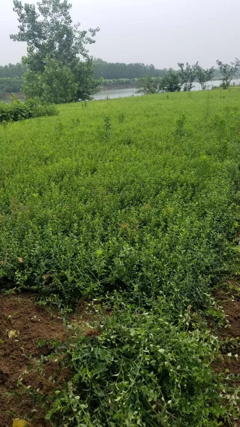 爬行卫矛。小叶胡芳藤，50长度直销。护坡神器。攀爬植物