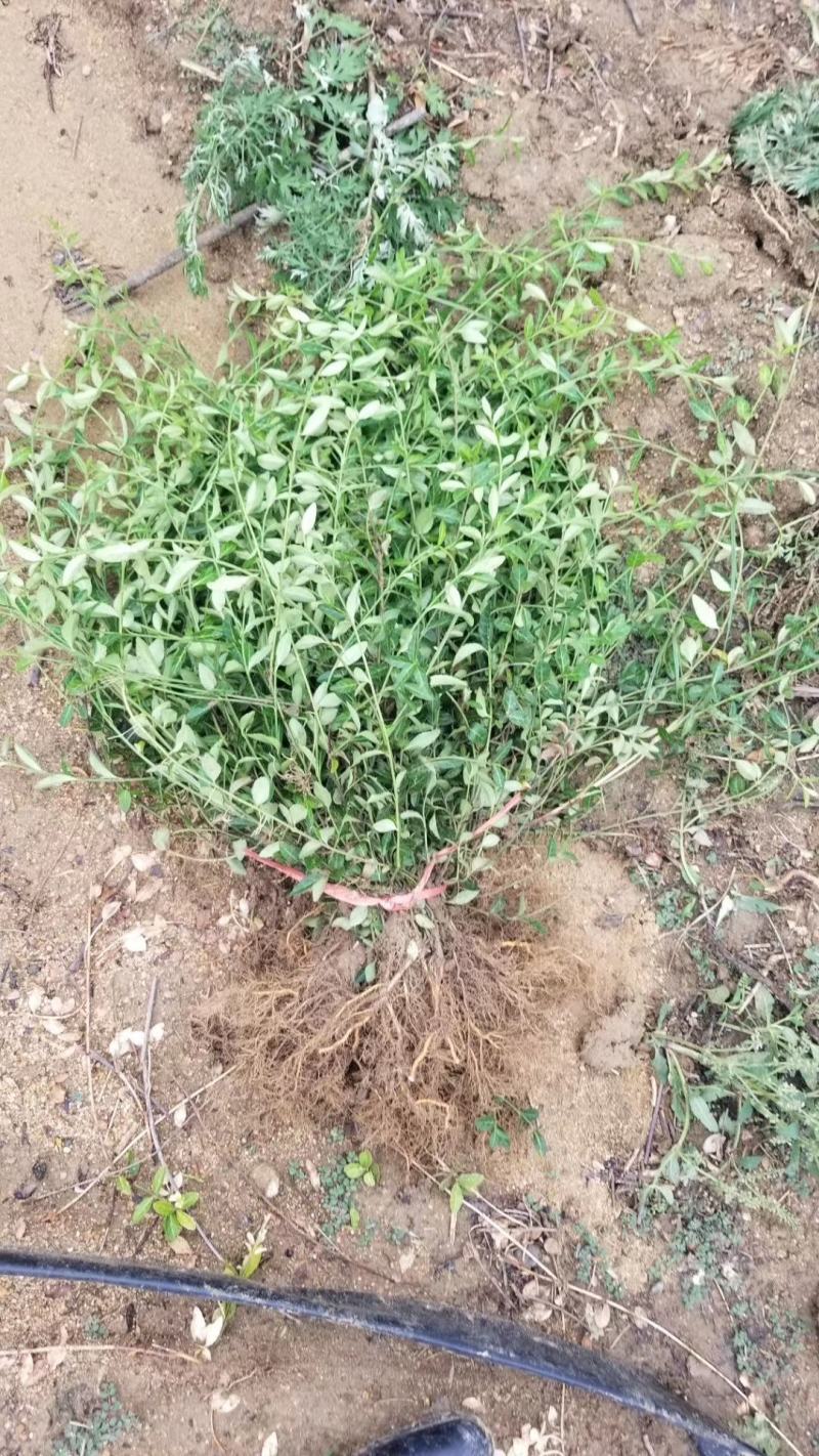 爬行卫矛。小叶胡芳藤，50长度直销。护坡神器。攀爬植物