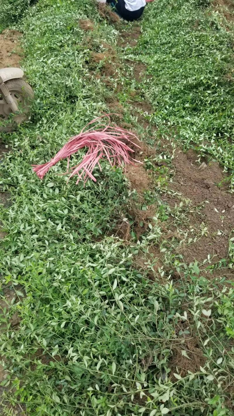 爬行卫矛。小叶胡芳藤，50长度直销。护坡神器。攀爬植物