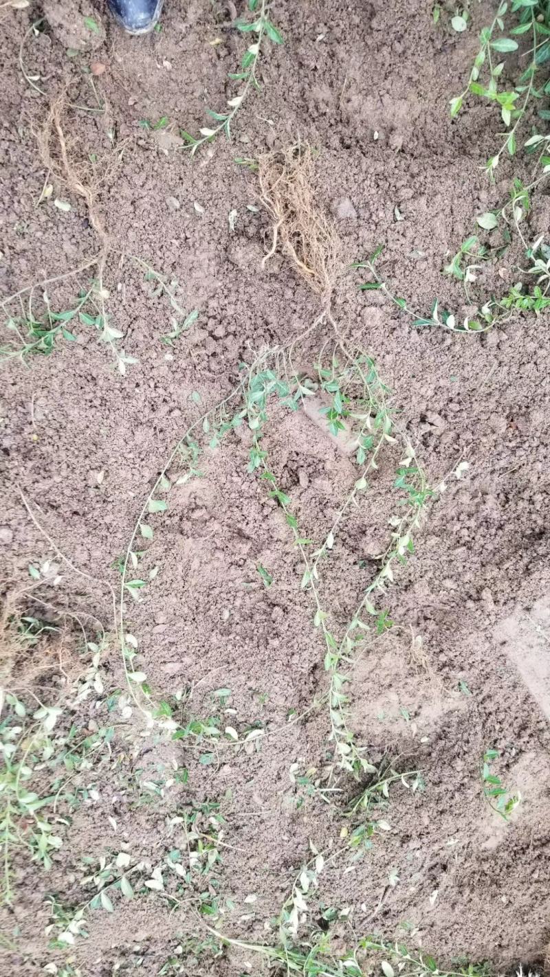 爬行卫矛。小叶胡芳藤，50长度直销。护坡神器。攀爬植物