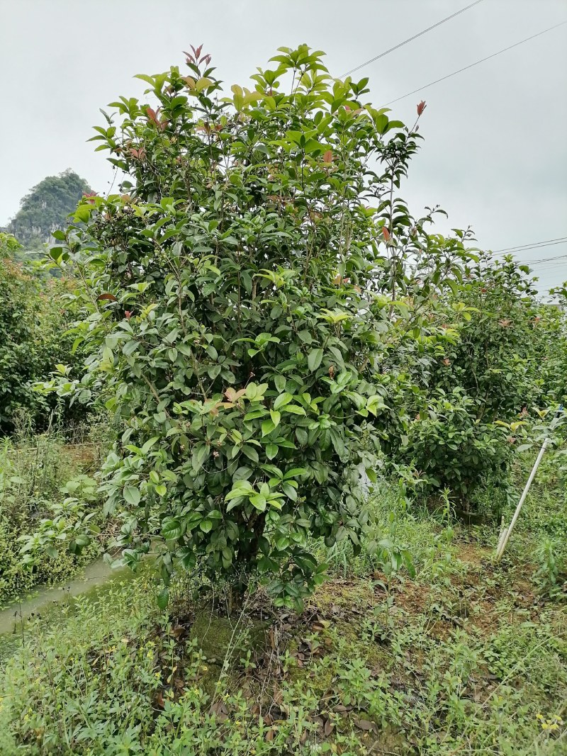 丛生四季桂