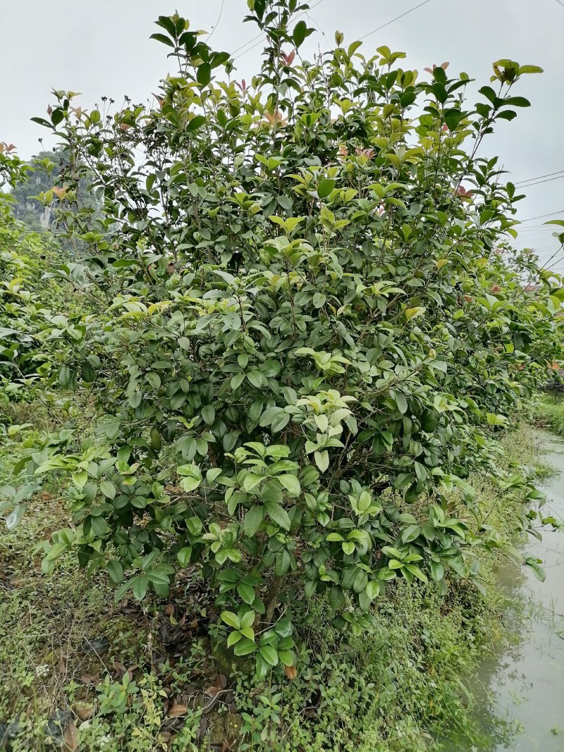 丛生四季桂