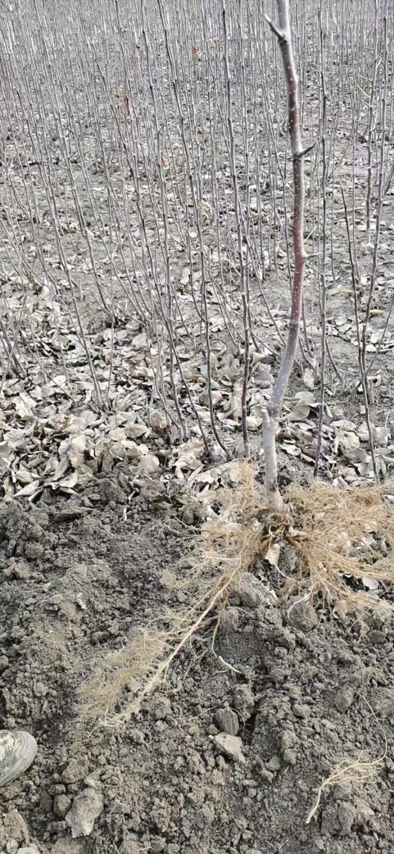 出售移栽，龙丰果树苗，鸡心果果树苗，还有紫太平果树苗，