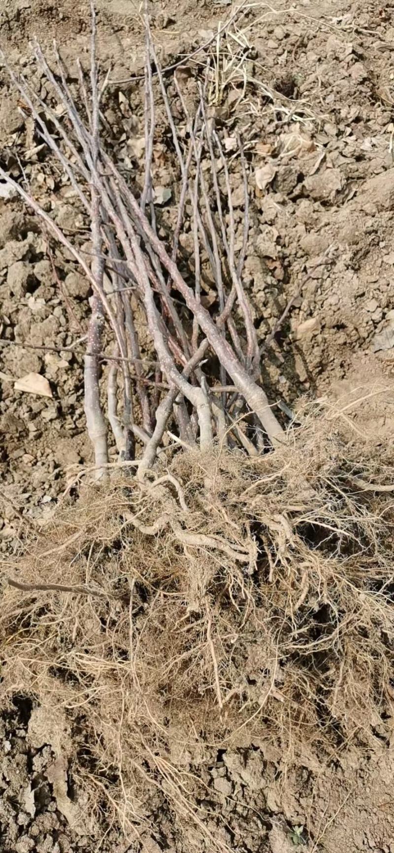 出售移栽，龙丰果树苗，鸡心果果树苗，还有紫太平果树苗，