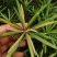 小叶罗汉松，米叶罗汉松，红芽罗汉松