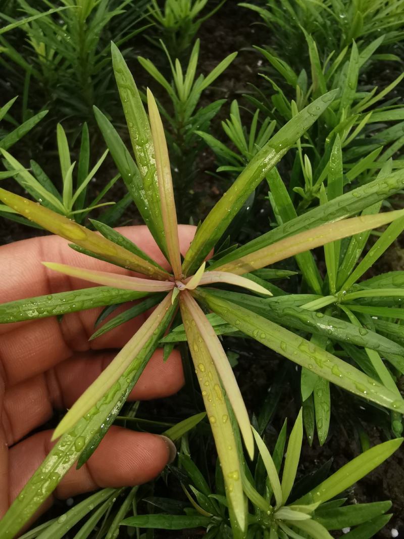 小叶罗汉松，米叶罗汉松，红芽罗汉松