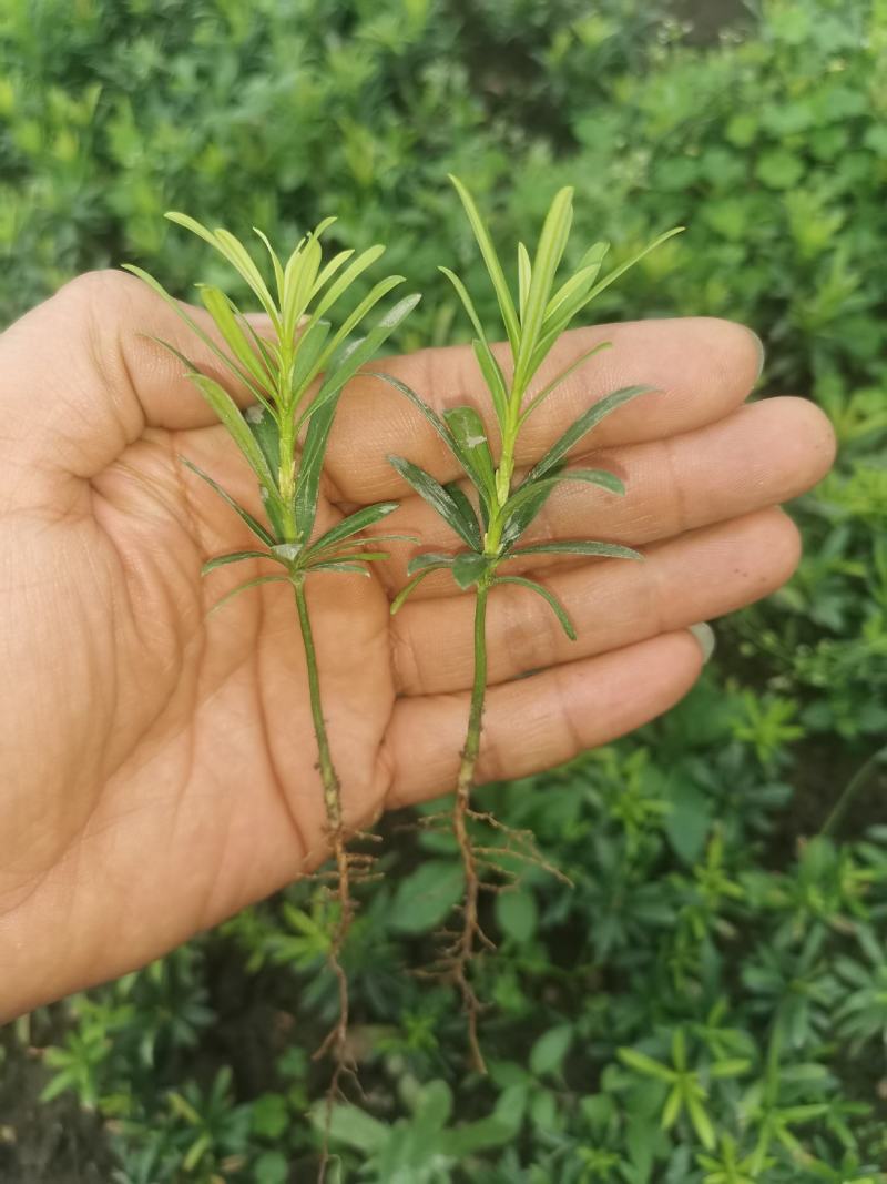 小叶罗汉松，米叶罗汉松，红芽罗汉松
