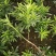 小叶罗汉松，米叶罗汉松，红芽罗汉松