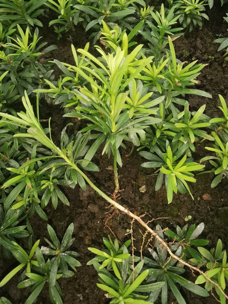 小叶罗汉松，米叶罗汉松，红芽罗汉松