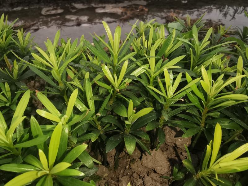 小叶罗汉松，米叶罗汉松，红芽罗汉松