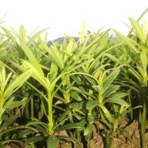 小叶罗汉松，米叶罗汉松，红芽罗汉松