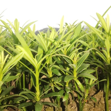 小叶罗汉松，米叶罗汉松，红芽罗汉松
