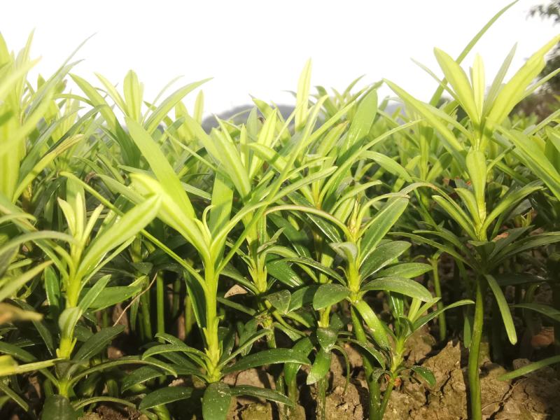 小叶罗汉松，米叶罗汉松，红芽罗汉松