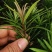 小叶罗汉松，米叶罗汉松，红芽罗汉松