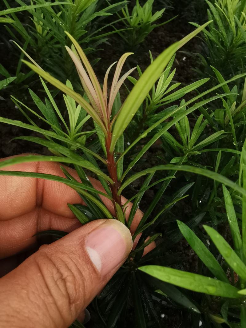 小叶罗汉松，米叶罗汉松，红芽罗汉松