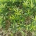 小叶罗汉松，米叶罗汉松，红芽罗汉松