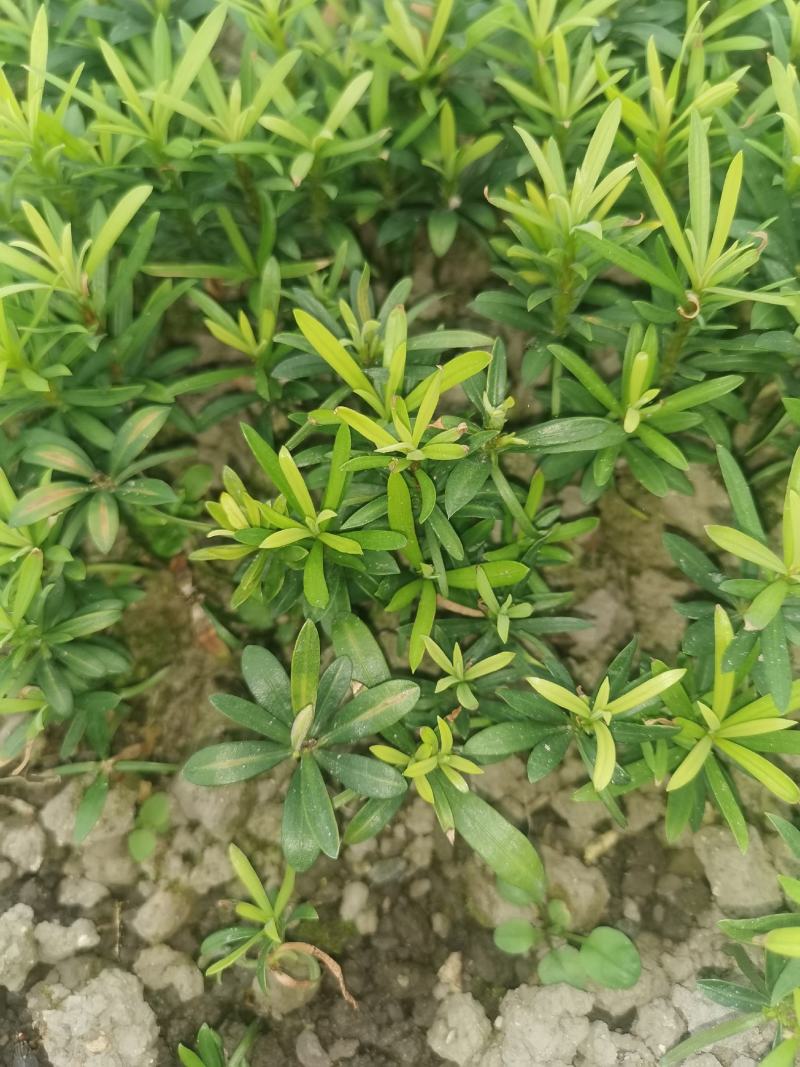 小叶罗汉松，米叶罗汉松，红芽罗汉松