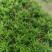 小叶罗汉松，米叶罗汉松，红芽罗汉松
