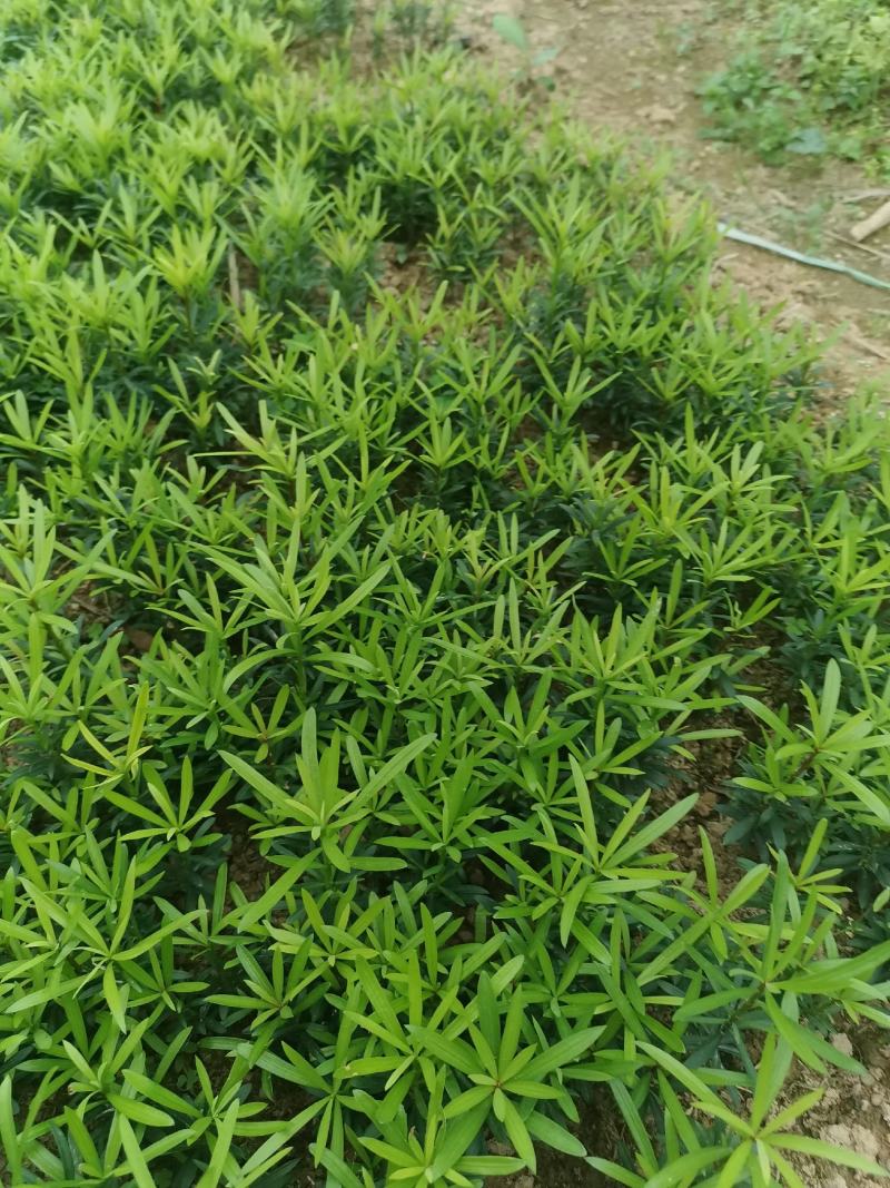小叶罗汉松，米叶罗汉松，红芽罗汉松