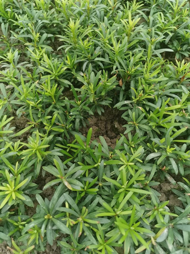 小叶罗汉松，米叶罗汉松，红芽罗汉松
