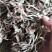 白毛夏枯草野生白毛夏枯草2022年水洗干货批发零售