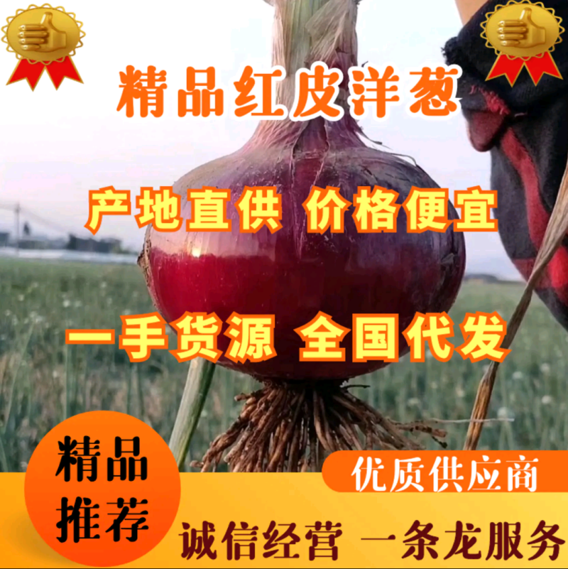 【热卖】冷库洋葱红皮洋葱紫皮洋葱一手货源8公分以上
