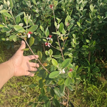 菲油果苗