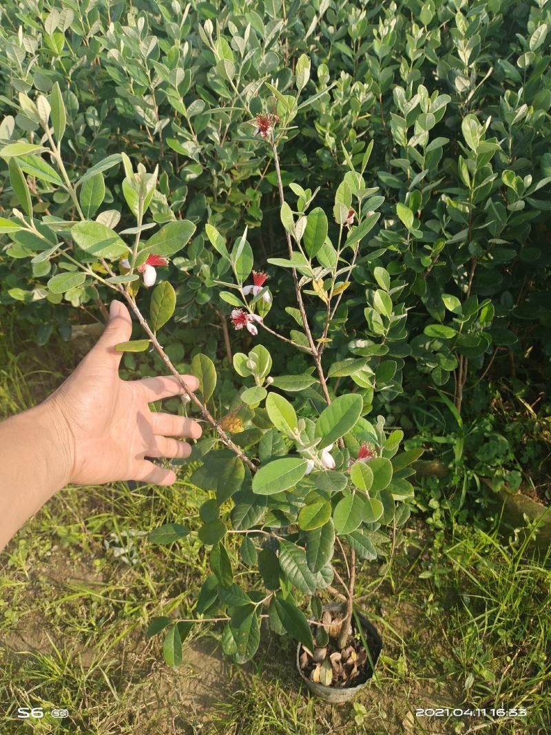 菲油果苗