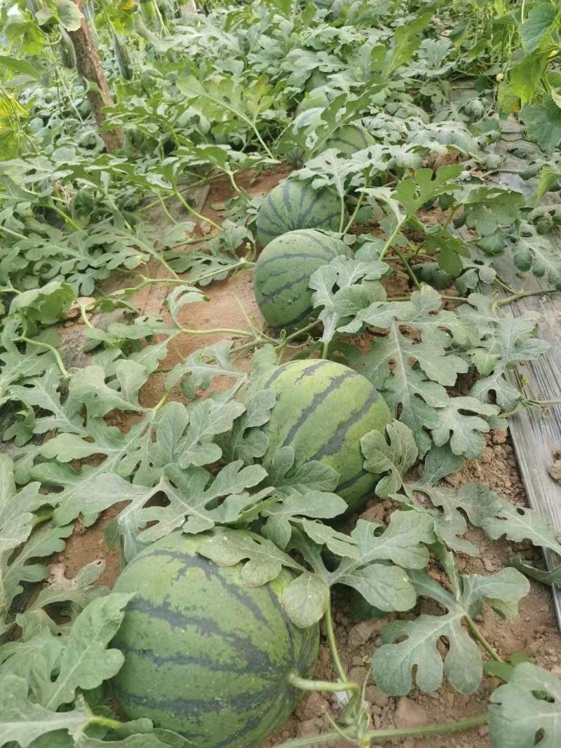 山东甜王西瓜大量上市，口感甜品质好，量大从优
