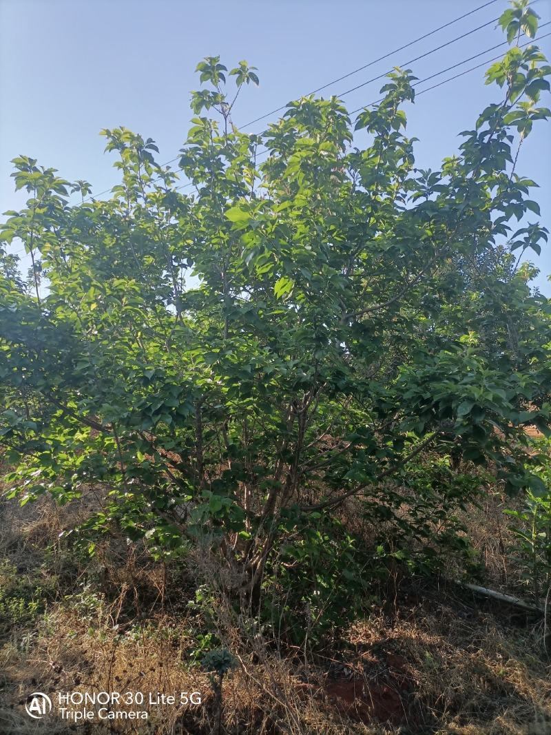樱桃树
