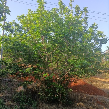 樱桃树
