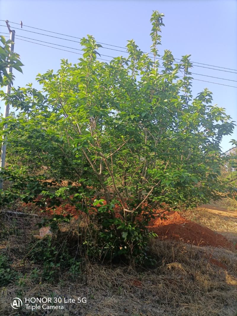 樱桃树