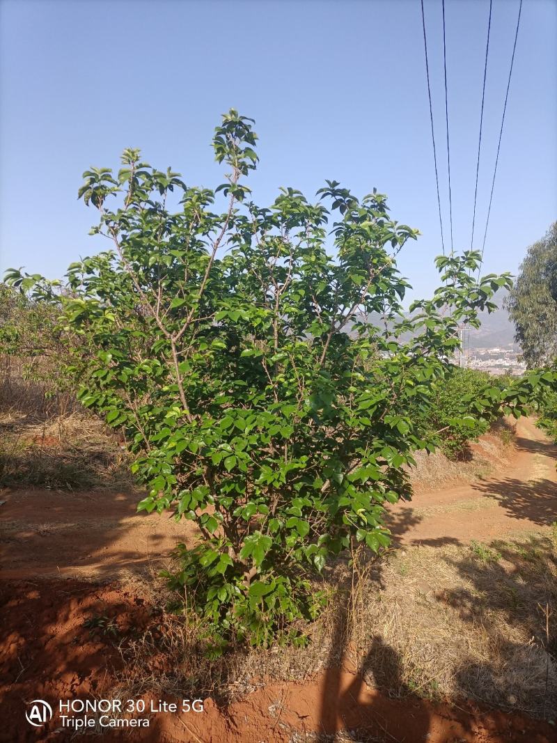 樱桃树