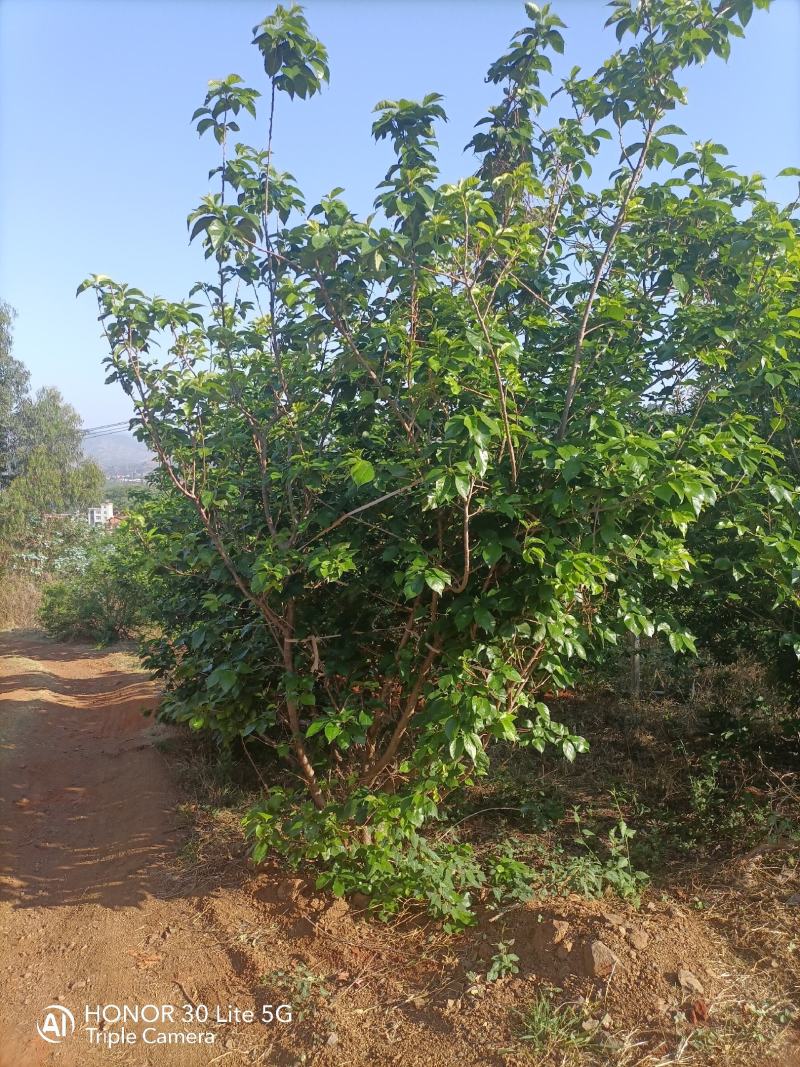 樱桃树