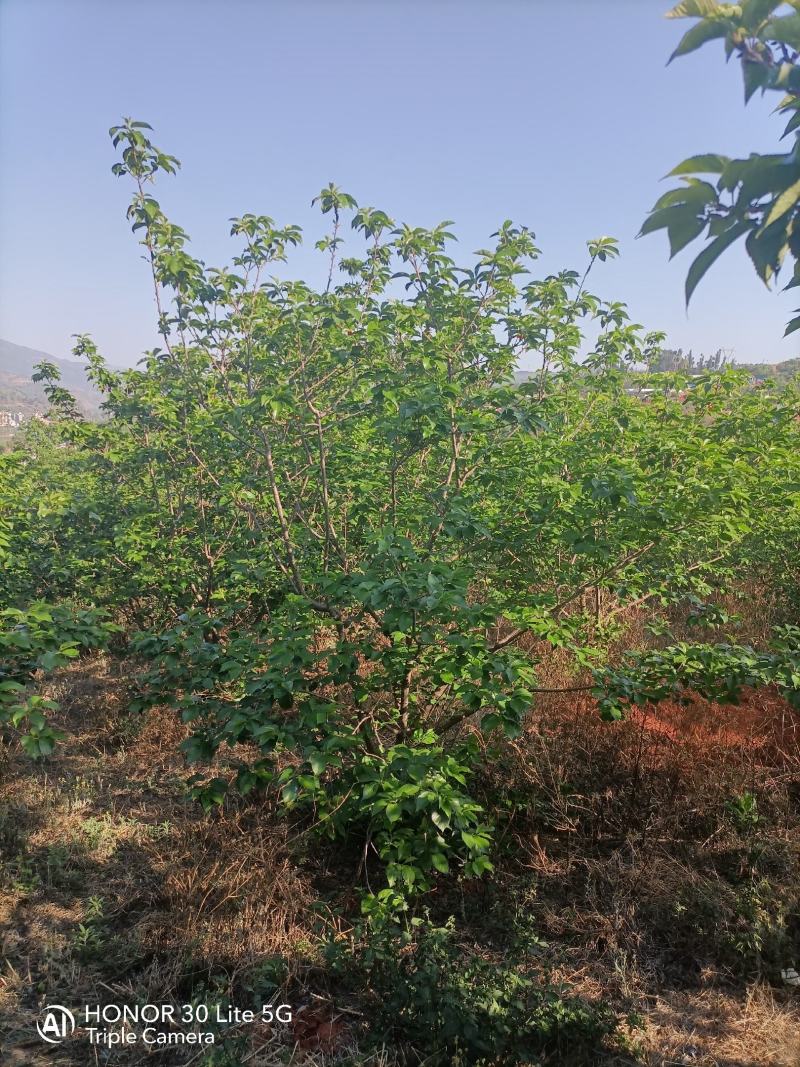 樱桃树