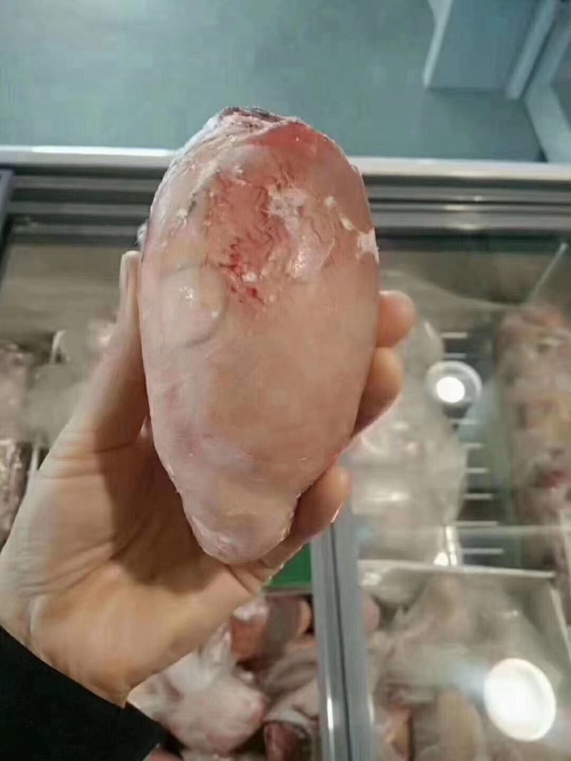 内蒙宏宝羊宝