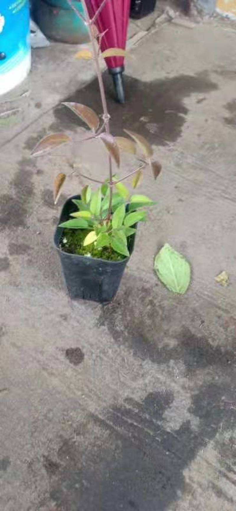 精品铁线莲铁线莲盆栽各种各样的颜色大小多有欢迎订购