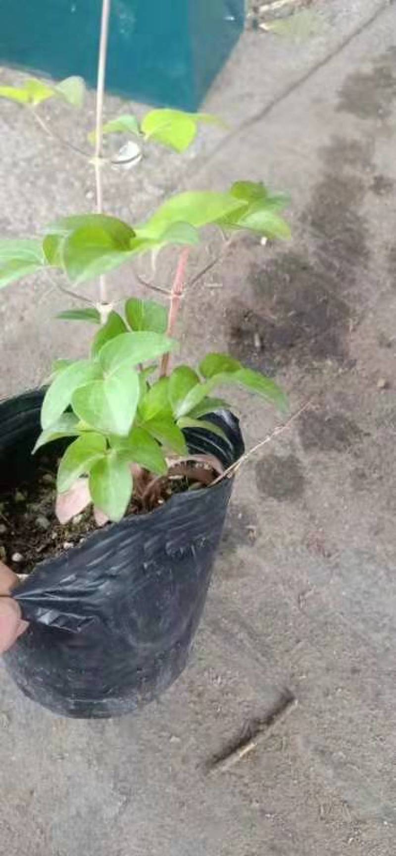 精品铁线莲铁线莲盆栽各种各样的颜色大小多有欢迎订购