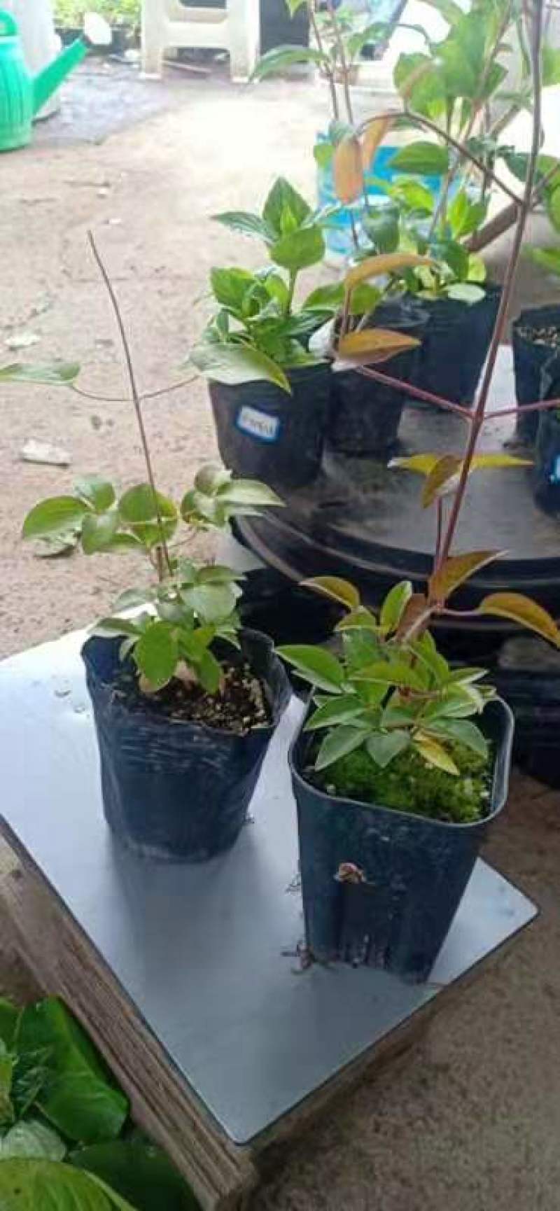 精品铁线莲铁线莲盆栽各种各样的颜色大小多有欢迎订购
