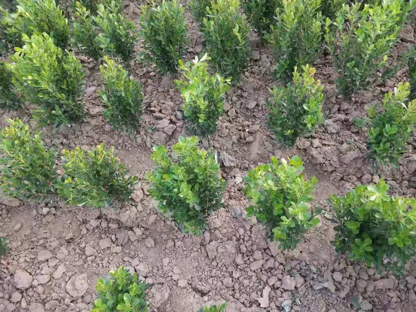 展示黄杨苗在园林景观中作为绿篱或造型植物的实景应用,突出其整齐美观的视觉效果 黄杨苗在园林景观中的应用