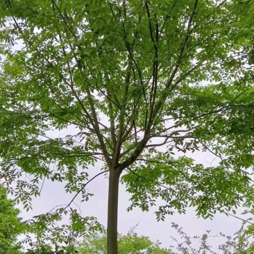 6-10公分朴树大量供应江西
