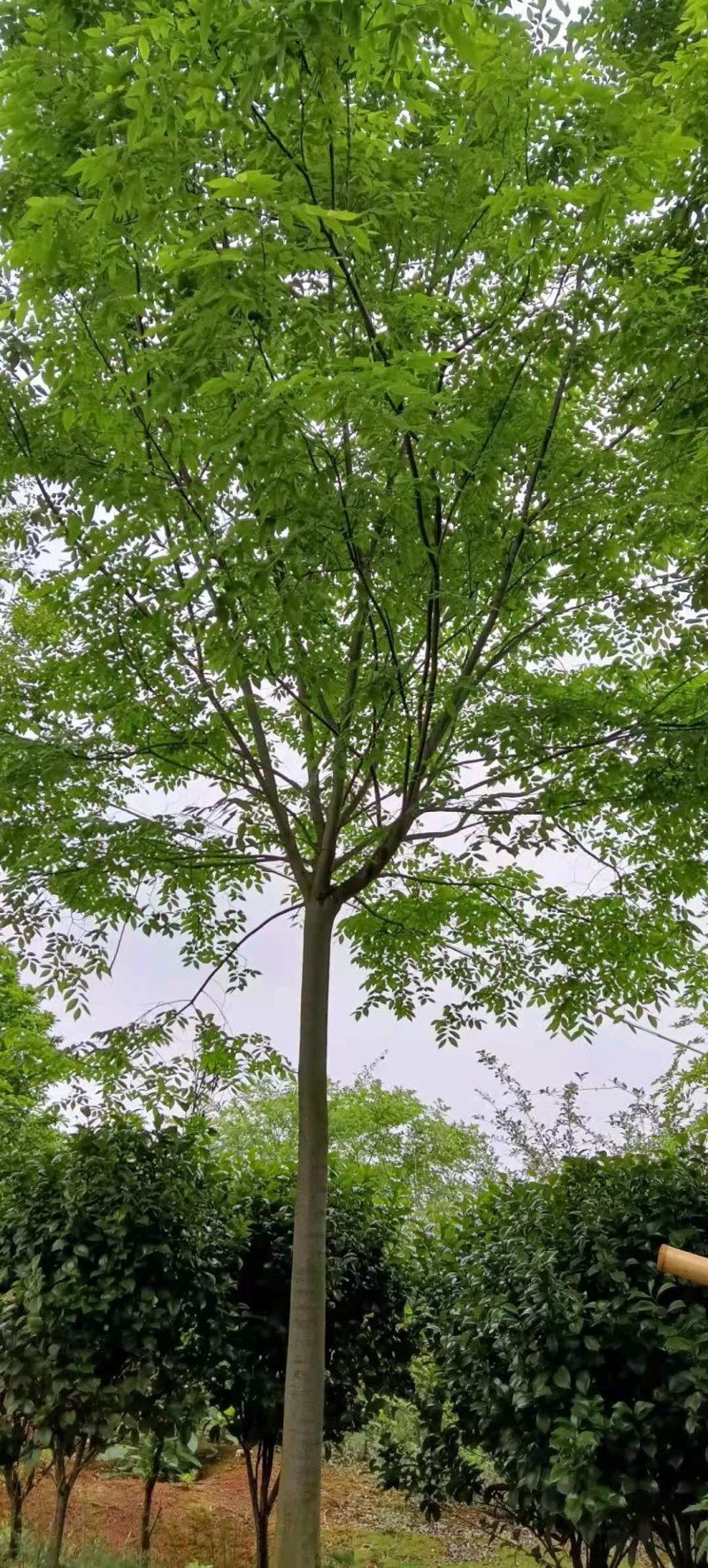 6-10公分朴树大量供应江西