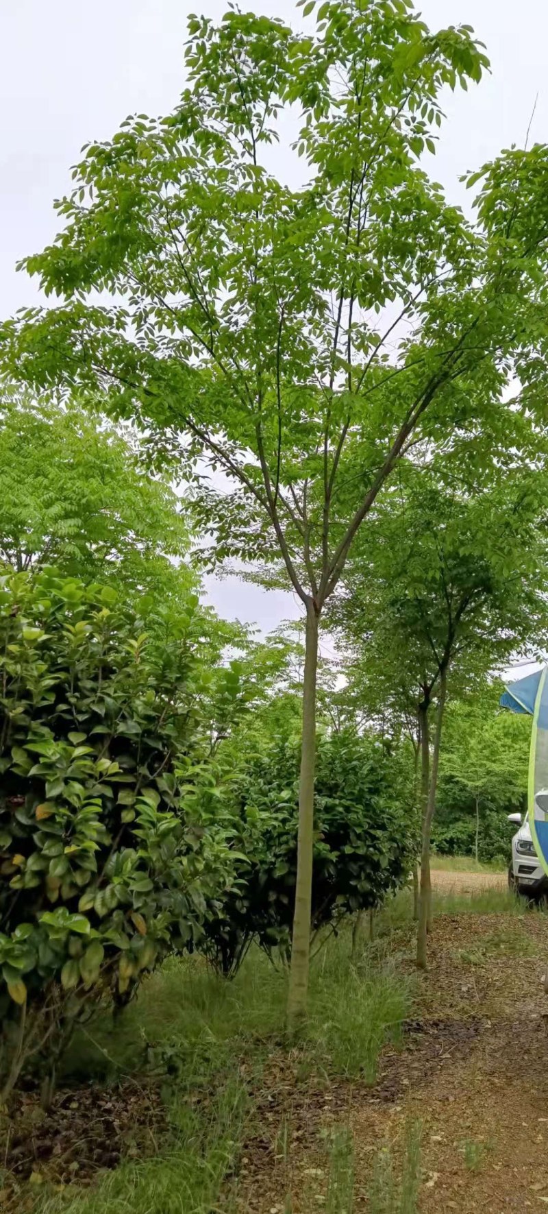 6-10公分朴树大量供应江西