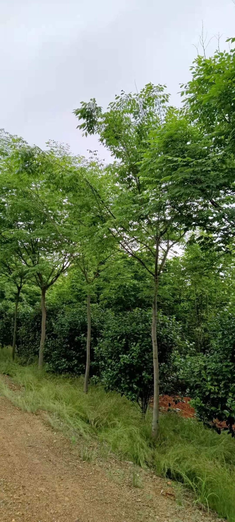 6-10公分朴树大量供应江西