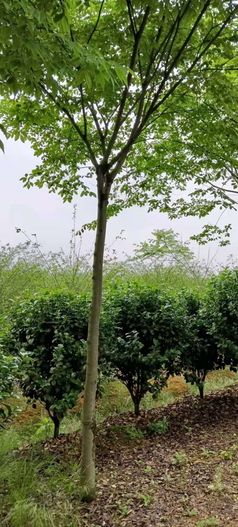 6-10公分朴树大量供应江西