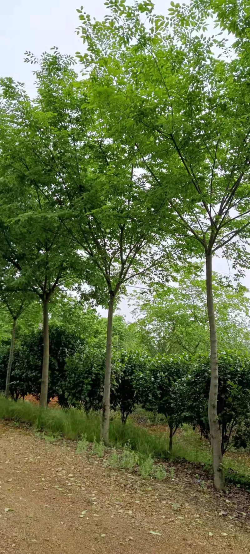 6-10公分朴树大量供应江西